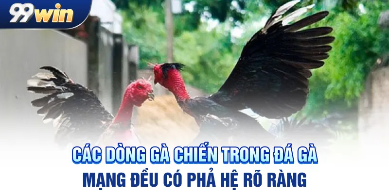 Các dòng gà chiến trong đá gà mạng đều có phả hệ rõ ràng