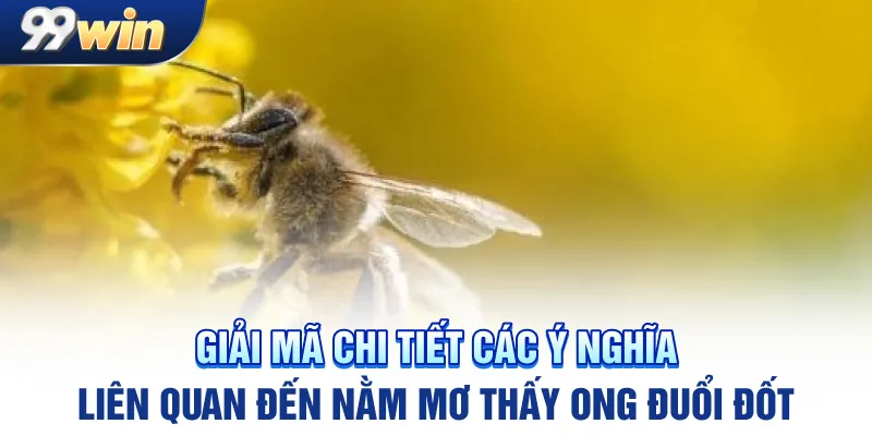 Giải mã chi tiết các ý nghĩa liên quan đến nằm mơ thấy ong đuổi đốt