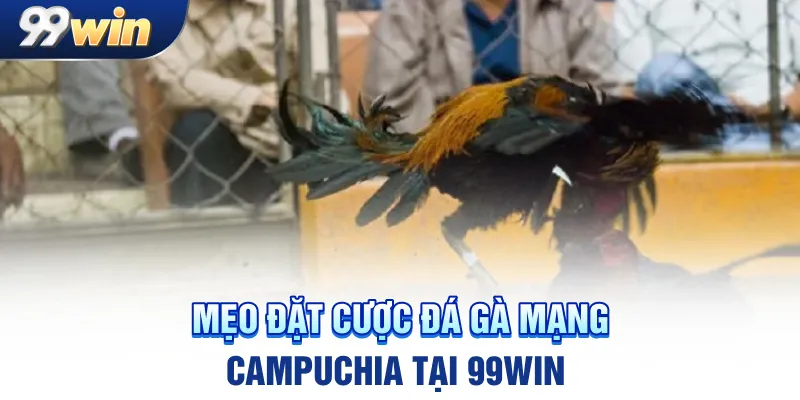 Mẹo đặt cược đá gà mạng Campuchia tại 99win