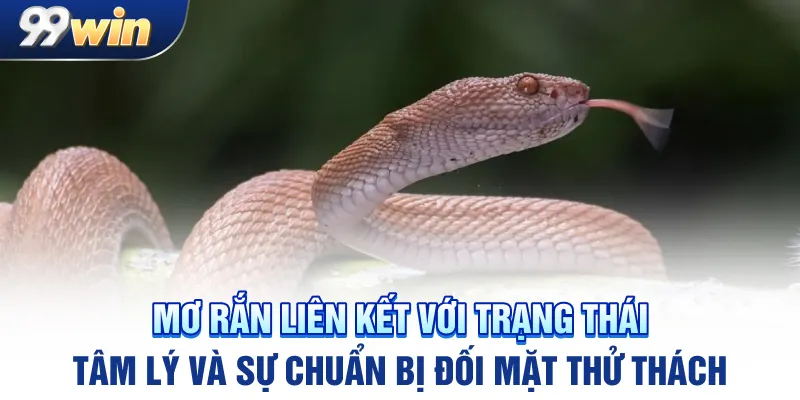 Mơ rắn liên kết với trạng thái tâm lý và sự chuẩn bị đối mặt thử thách