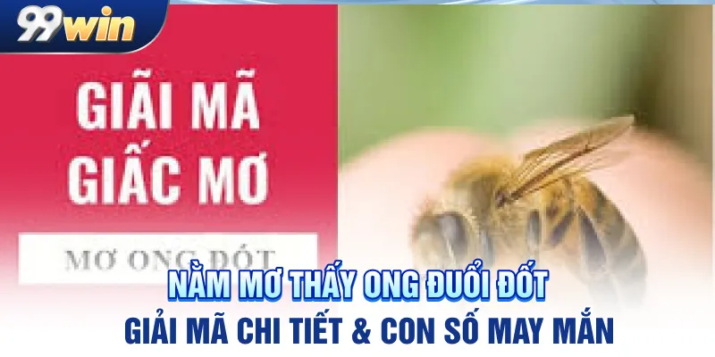 nam-mo-thay-ong-duoi-dot