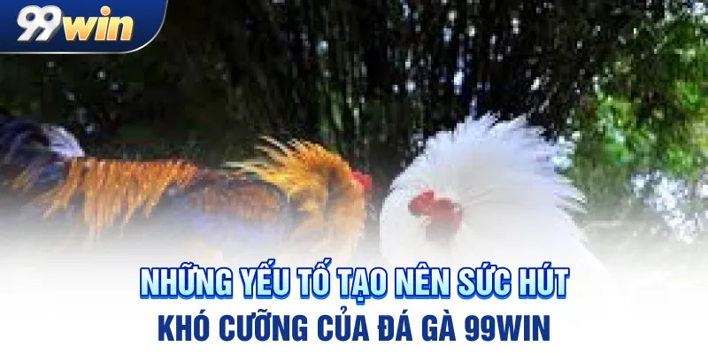 Những yếu tố tạo nên sức hút khó cưỡng của đá gà 99win