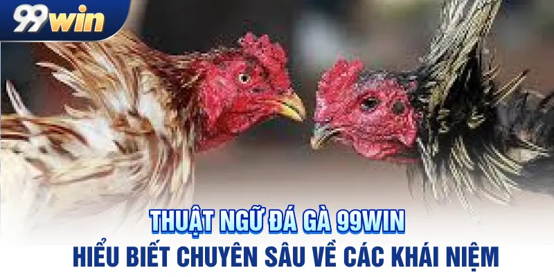 thuat-ngu-da-ga-99win-hieu-biet-chuyen-sau-ve-cac-khai-niem_11zon