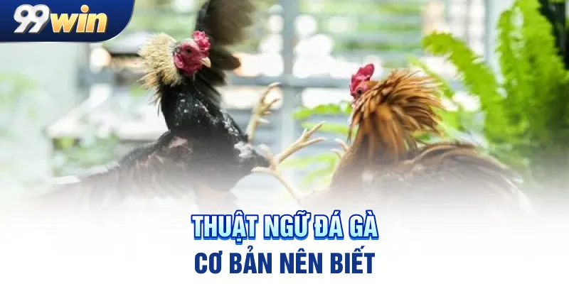 Thuật ngữ đá gà cơ bản nên biết